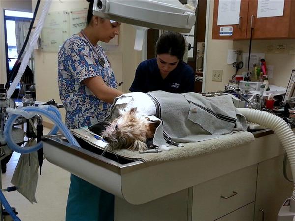 Medical Occupations Medical Occupations